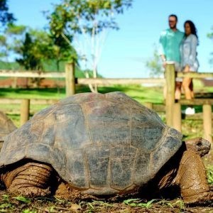 chamarel-7-coloured-earth-tortoises-mauritius